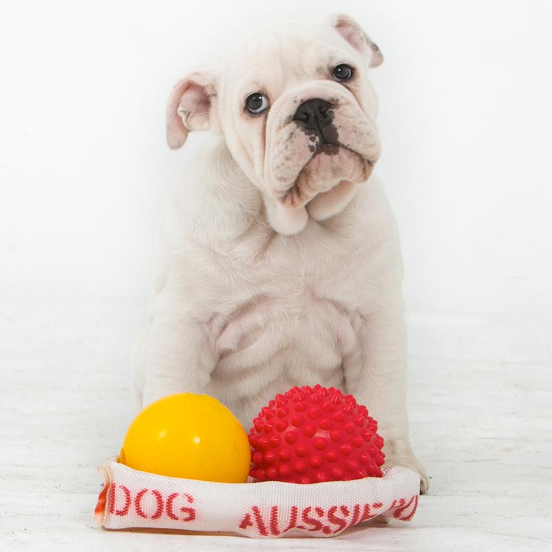 Aussie Dog Puppy Pack (3 Sizes) - Otto Environmental